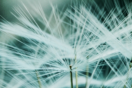 Grass light plant sky Photo