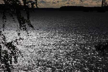 Landscape tree water nature Photo