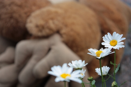 Foto Naturaleza planta blanco flor