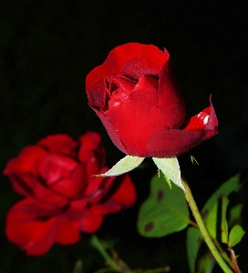 Blossom plant flower petal Photo