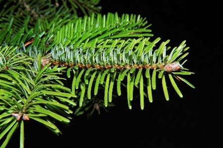 Tree branch plant leaf Photo