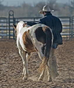 Animal country ranch horse Photo