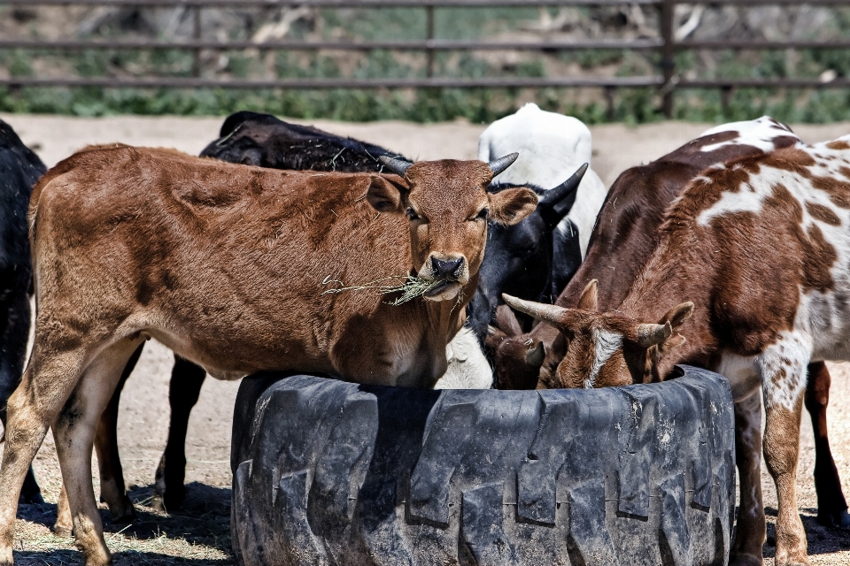 Farm animal rural cow