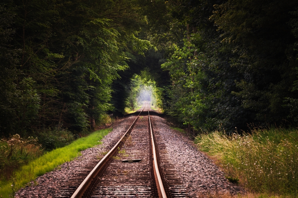 Tree nature forest track