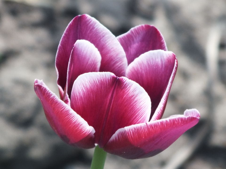 Plantar flor roxo pétala