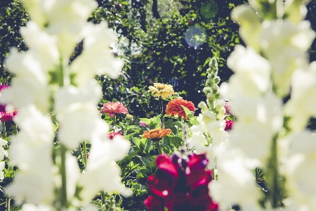 Nature branch blossom blur Photo