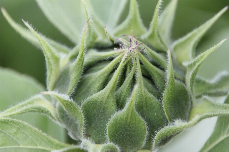 Plant leaf flower frost Photo