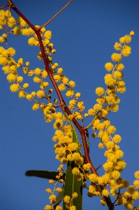 木 ブランチ 花 植物 写真