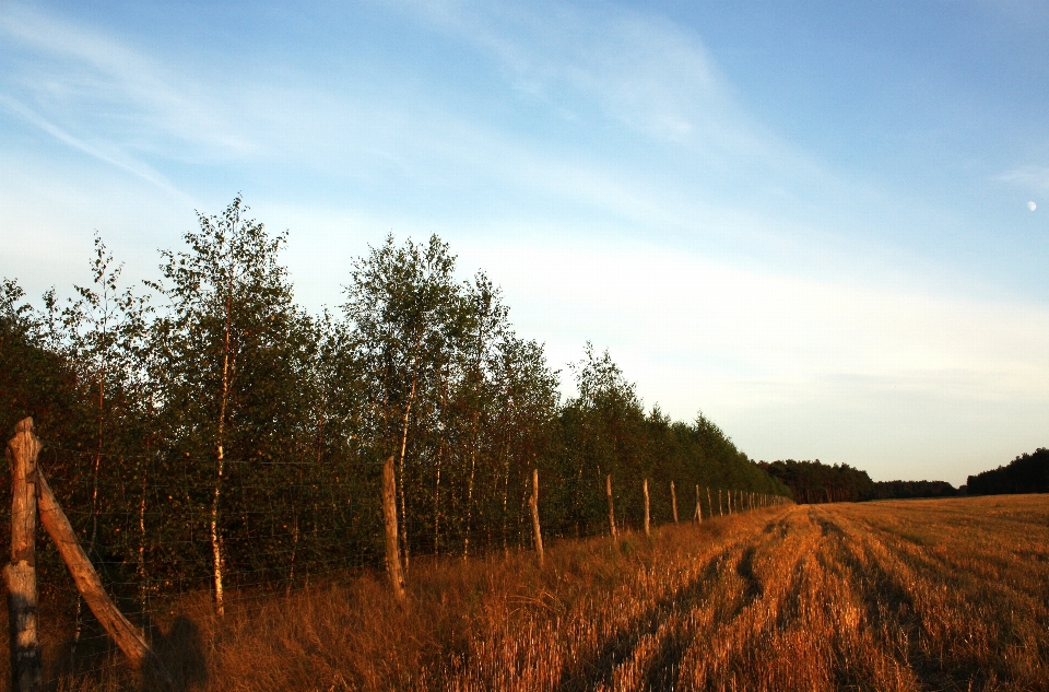 Krajobraz drzewo natura trawa