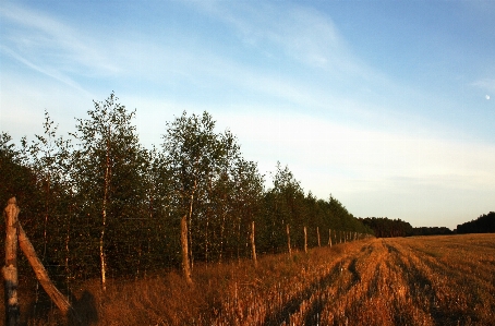 Landscape tree nature grass Photo