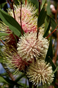 Tree branch blossom plant Photo