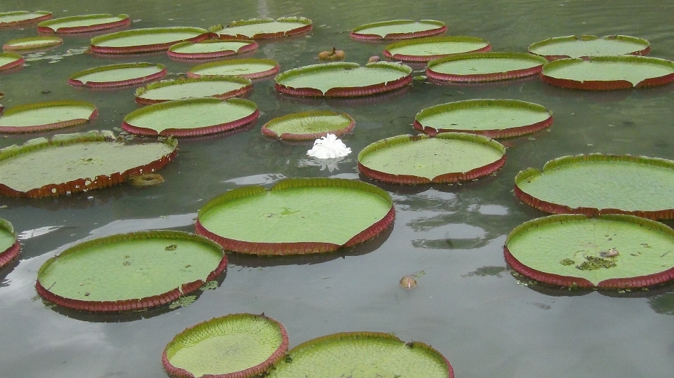 Water blossom plant white