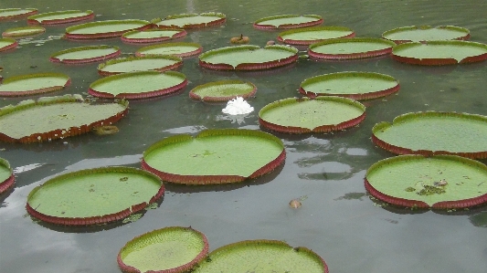 Water blossom plant white Photo