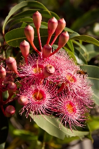 Tree blossom plant photography Photo