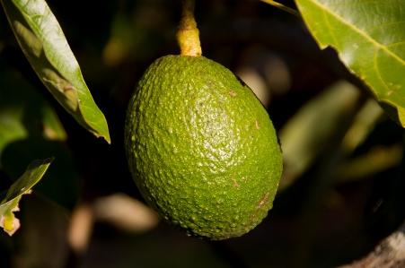 Tree branch plant fruit Photo