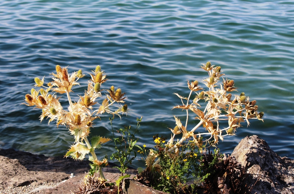 Natura spinoso
 pianta foglia