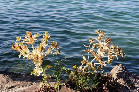 Foto Naturaleza espinoso
 planta hoja