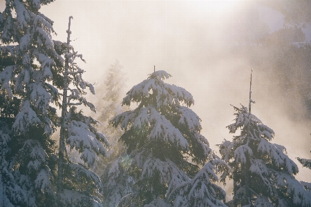 Landscape tree nature forest Photo