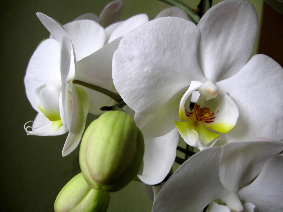 Blossom plant flower petal