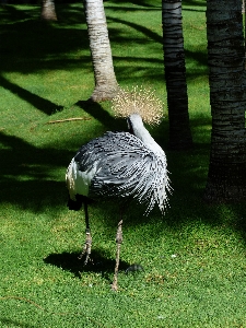 Foto Burung margasatwa kebun binatang hijau