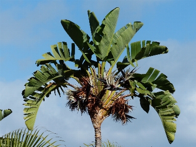 Tree branch blossom plant Photo