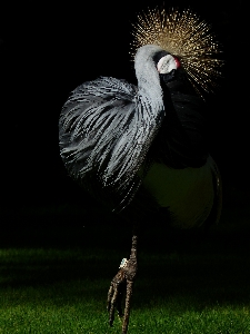 Photo Oiseau aile faune le bec