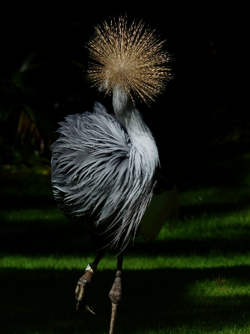 Tree nature bird flower