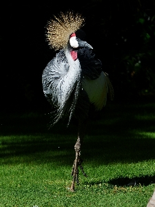 鳥 羽 緑 脊椎動物
 写真