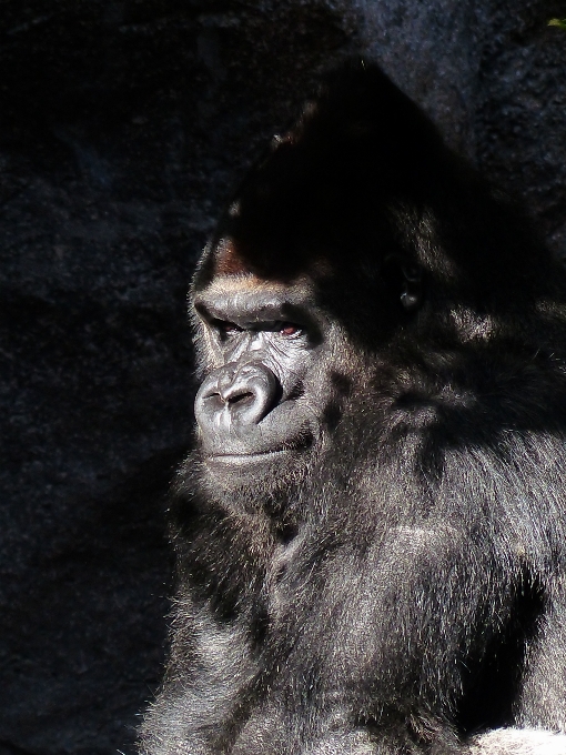 Voir animal faune pensée