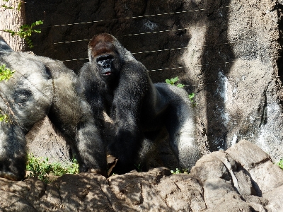 Photo Animal faune zoo fourrure