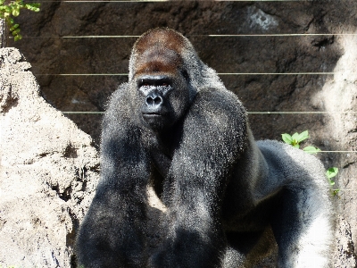 Photo Animal faune zoo fourrure