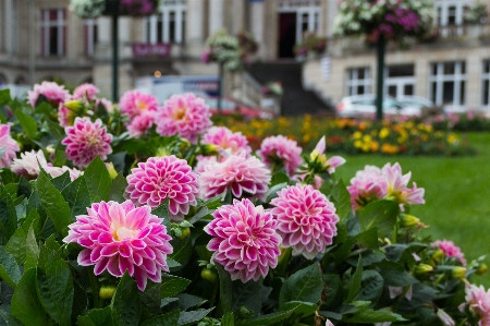 Nature blossom plant flower Photo