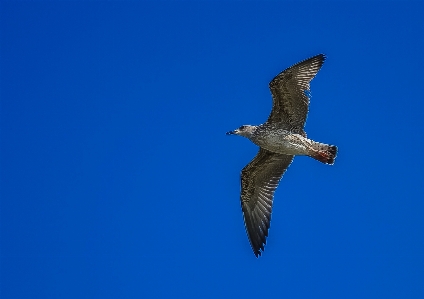 Foto Alam burung sayap langit