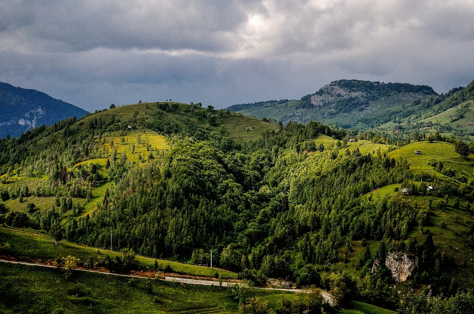 Paysage arbre nature forêt