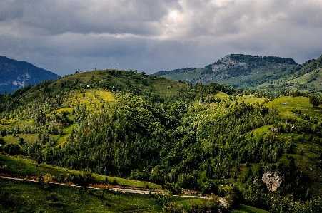 Landscape tree nature forest Photo