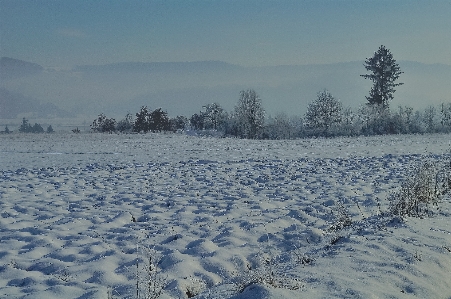 風景 木 アウトドア 雪 写真