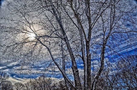 Tree nature forest branch Photo