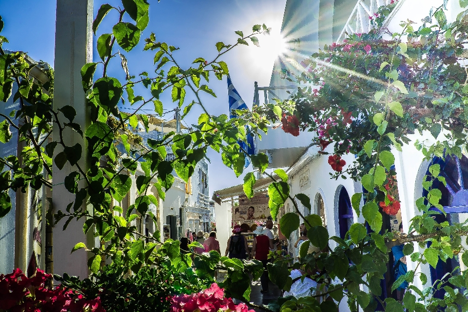 自然 建築 植物 空