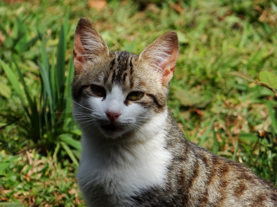 草 動物 野生動物 ペット