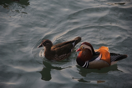 Photo Eau oiseau aile réflexion