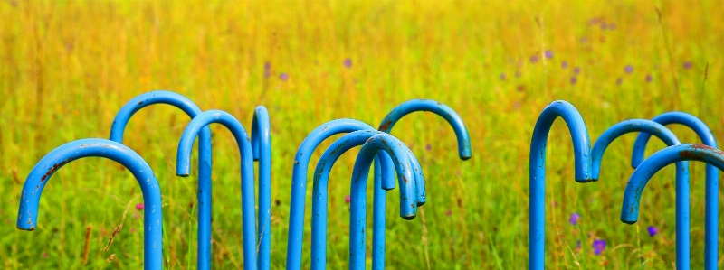 Foto Natura erba pianta campo