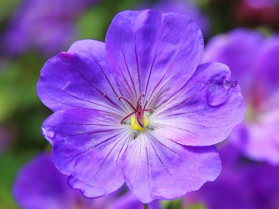 Blossom plant flower purple Photo