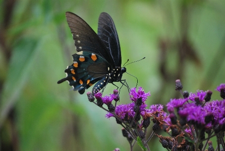 Nature grass wing photography Photo