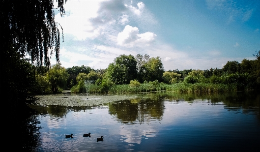 Landschaft baum wasser natur Foto