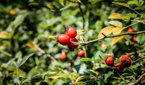 Tree forest branch plant Photo