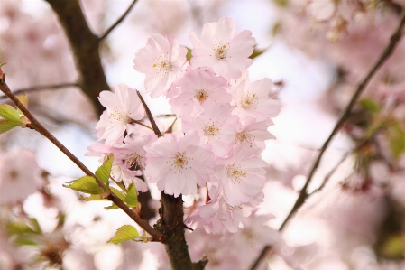 Foto Albero ramo fiore pianta