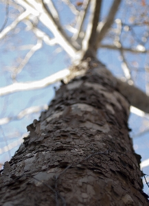 Tree nature branch snow Photo