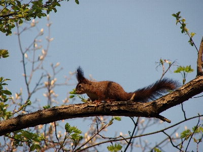 Tree nature forest branch Photo