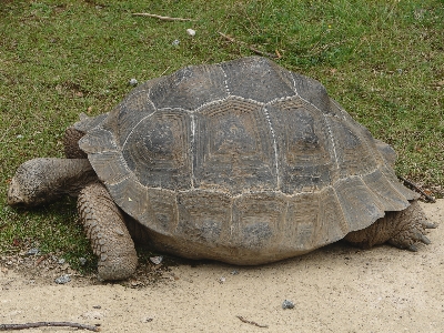 Animal turtle sea reptile Photo