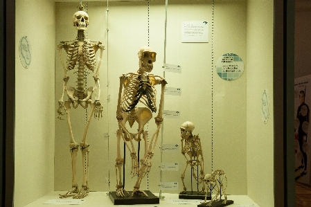 Foto Patung museum biologi manusia